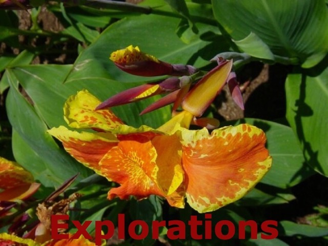 flowers_tropical_picture_24_WM
