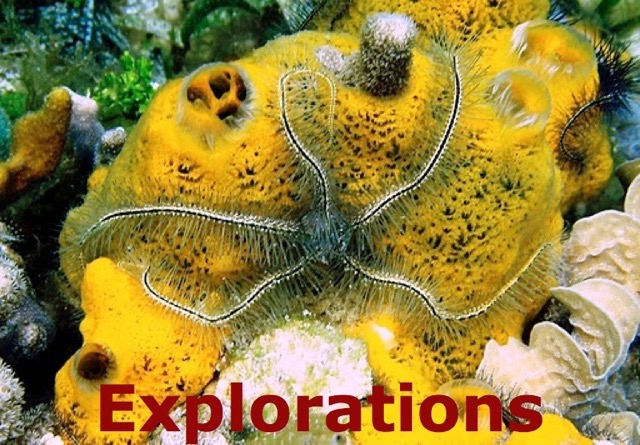Sponge brittle star_WM