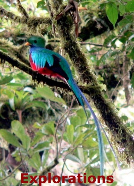quetzal panama_WM