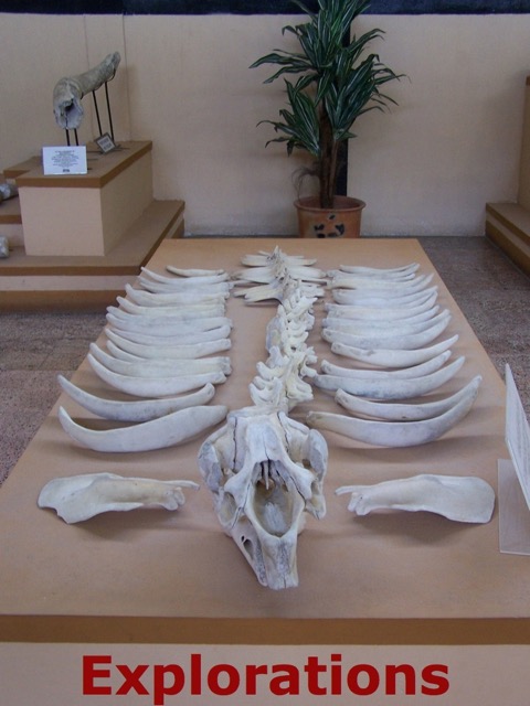 Museum manatee bones_WM