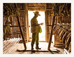 tobacco-farmer-vinales-valley