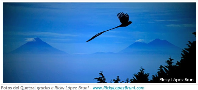 quetzal in flight