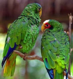 Yucatan-parrots