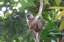 2022 Amazon tour Iquitos Peru  DSC01288