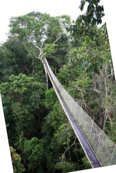 ACTS amazon canopy walkway