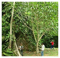 foto-rainforest1 amazon tour