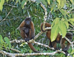 monkeys amazon tour