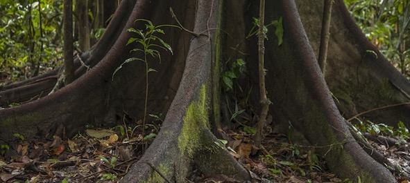amazon tree