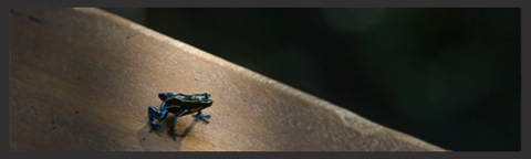 frog on amazon rainforest tour