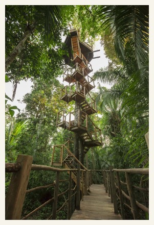 treehouse-lodge-amazon rainforest