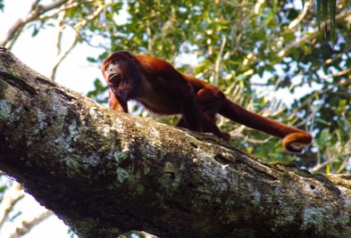 2. Mono coto. Red howler monkey (Aloutta seniculus) []