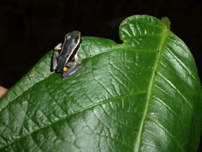 Amazon-River-QV-frog