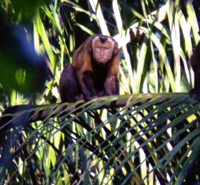 Brown capuchin monkey []