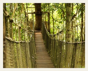 amazon canopy walkway pacaya samiria