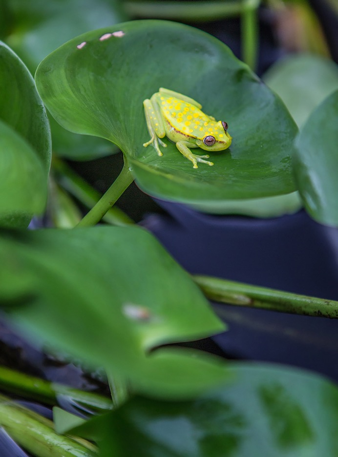 Amazon - Glass frog