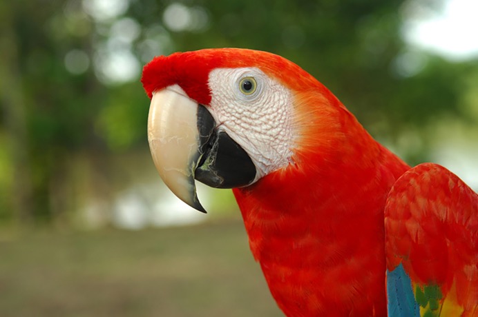 Amazon - Macaws - 01