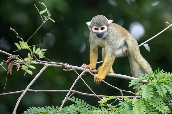 Amazon - Squirrel Monkey