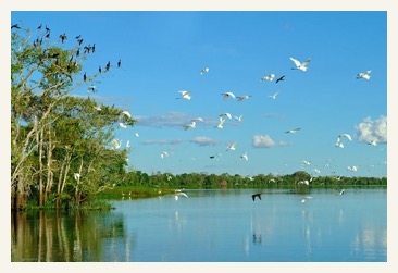 Birds Amazon River Cruise Aqua
