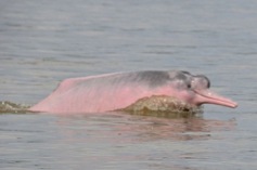 PINK-DOLPHIN-430x285