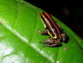 amazon 562-frog-on-leaf