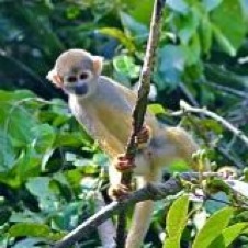 cattleya Squirrel-Monkey-Pacaya-Samiria