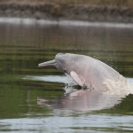 pink-river-dolphin-150x150