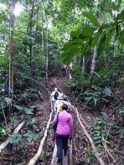 Amazon-River-QV-nature-walk