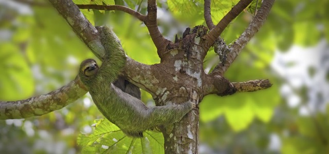pacaya-samiria amazon river cruise sloth