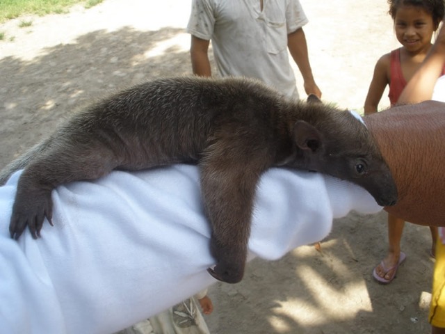 Amazon Cruise anteater