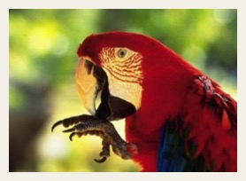 amazon cruise macaw