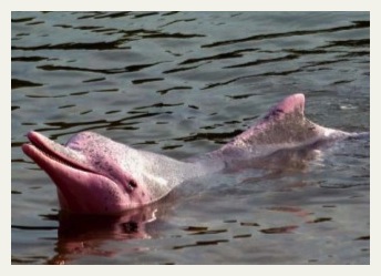 amazon cruise pink dolphin