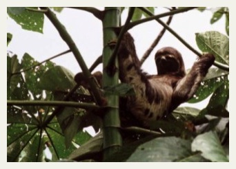 amazon cruise sloth