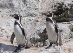 2022 Ballestas Islands tour Peru penguins DSC02526