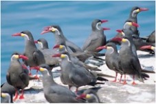 Paracas birds