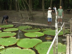 giant lily pads amazon river