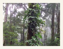curi-cancha-parque-nacional-costa-rica-bosque2