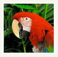 macaw birding on costa rica tour