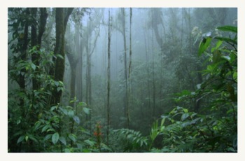 Monteverde National Park pic