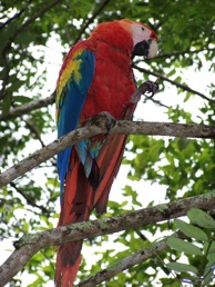 Copan macaw-s