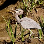Great Blue Heron with Fish 5767_WM