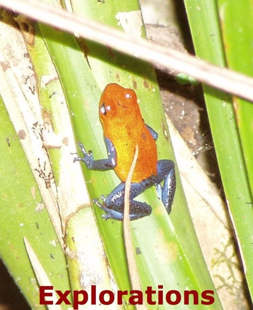 gold-blue-frog_WM
