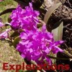 orchid-lavender_WM
