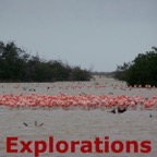 Wild flamingoes_WM