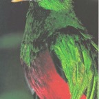 quetzal_WM