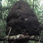 termite-nest_WM