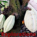 Cacao tree_WM