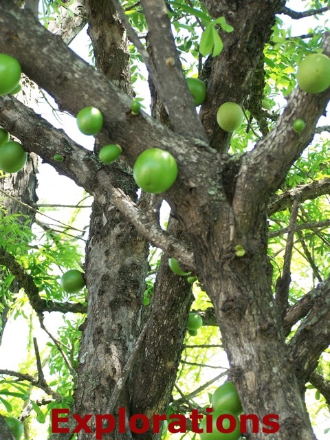 Calabash tree_WM