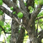 Calabash tree_WM