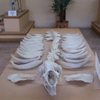 Museum manatee bones_WM