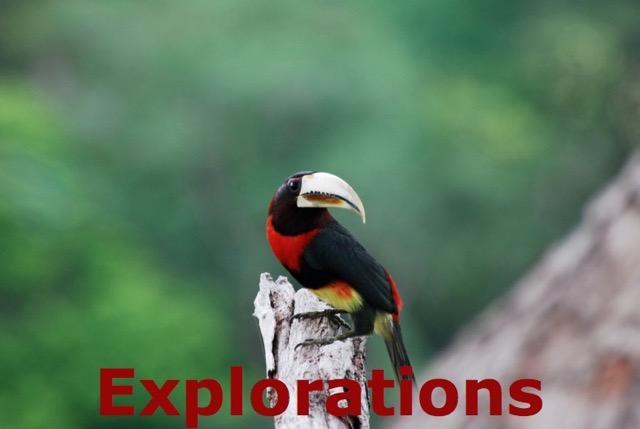 Amazon River rainforest tours and travel-11_WM